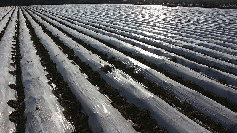 顛覆傳統(tǒng)！厭氧生物降解PE材料為地膜披上環(huán)保新裳
